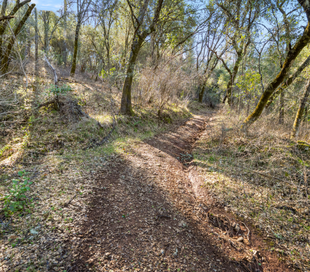 A dirt pathway with trees on undeveloped land for sale in El Dorado County.
